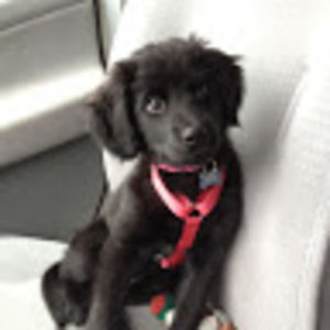 Meet your Posher, Correnna